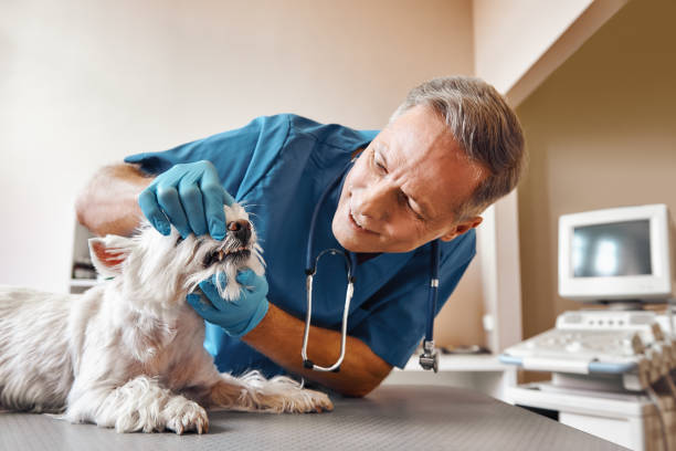 Best Emergency Dental Care for Trauma or Injury in Vineyards, FL